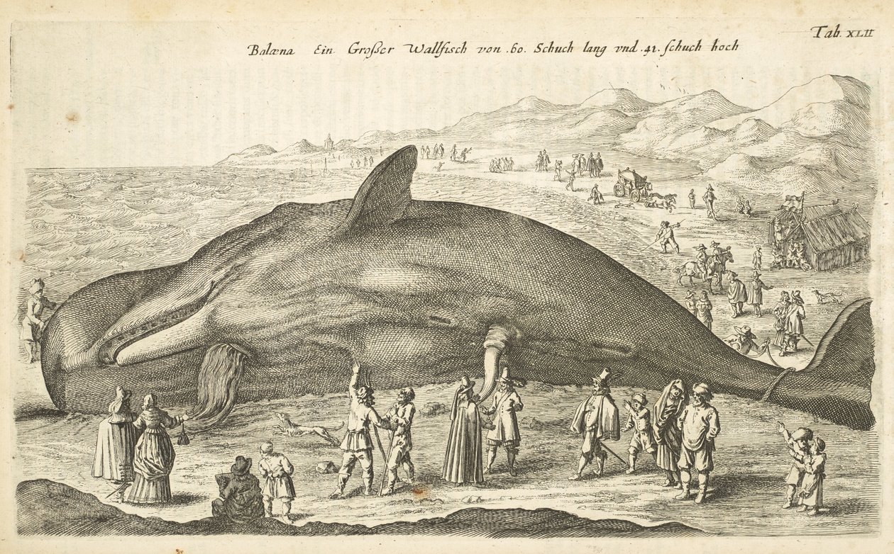 Tab XLII, Baleia, Ilustração de 