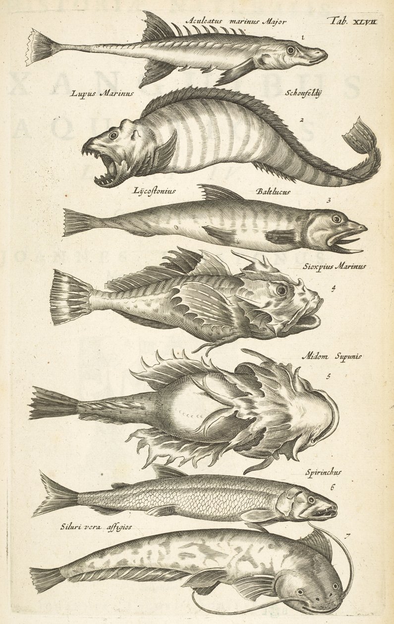 Tab XLVII, Espécies de peixe, Ilustração de 