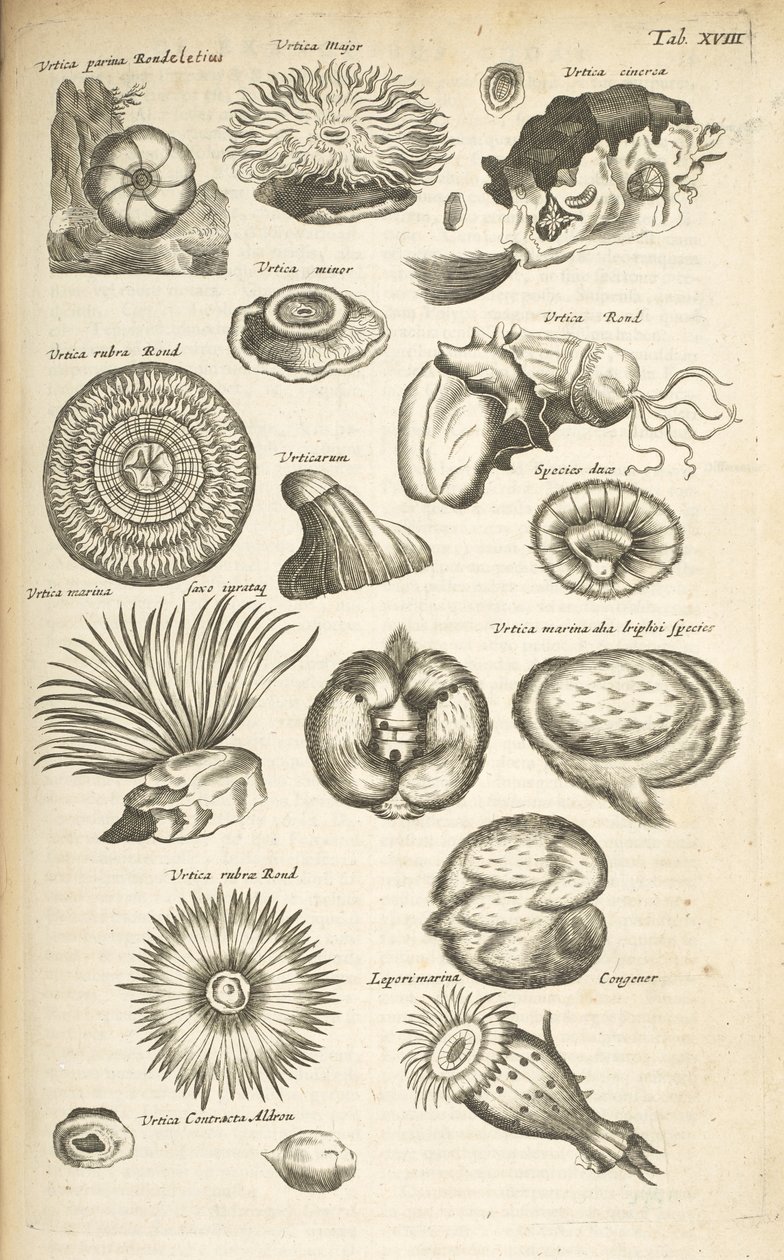 Tab XVIII, Vida Marinha, Ilustração de 