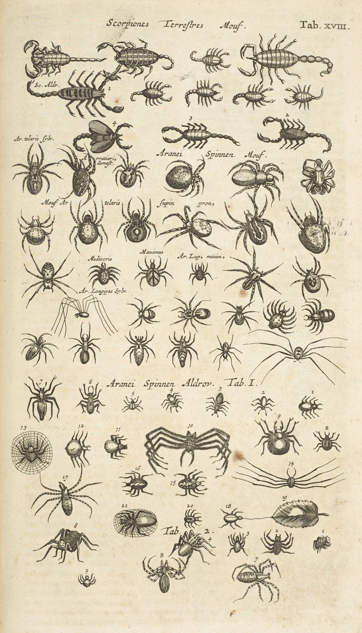 Tab XVIII, Scorpiones terrestres, e Arachnids, Ilustração de 
