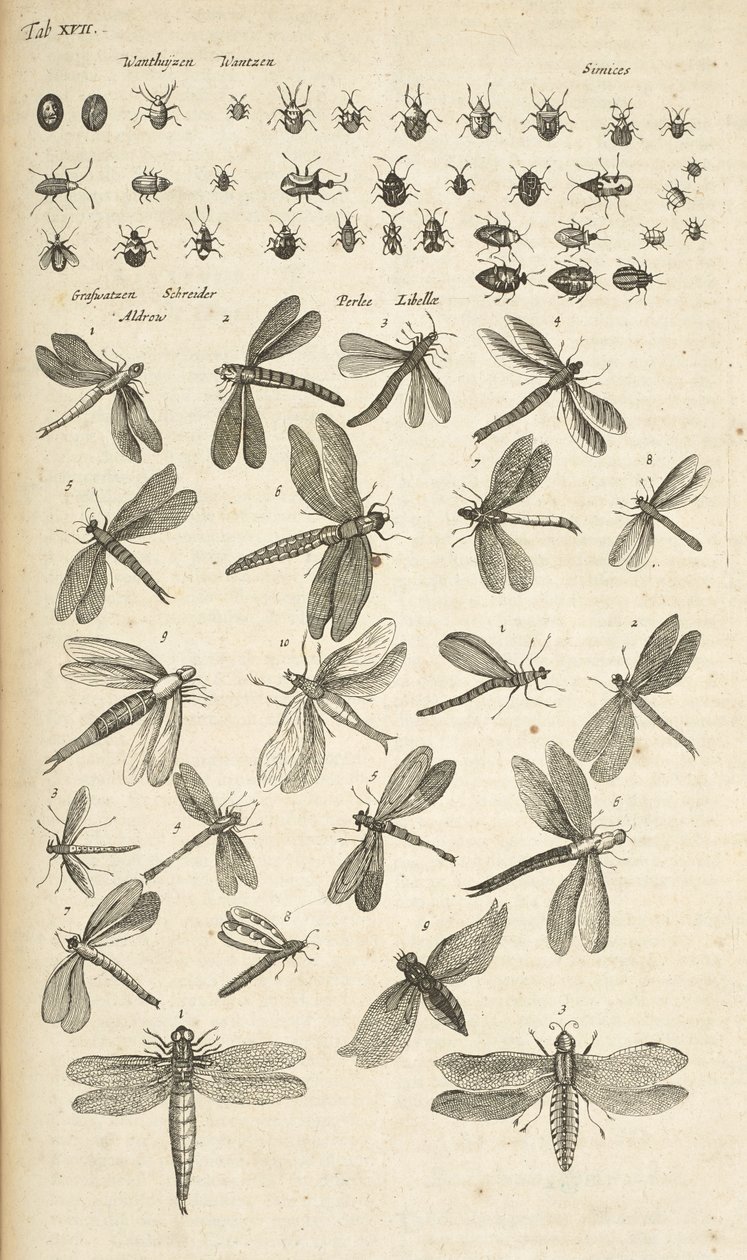 Tab XVII, Libélulas, Ilustração de 