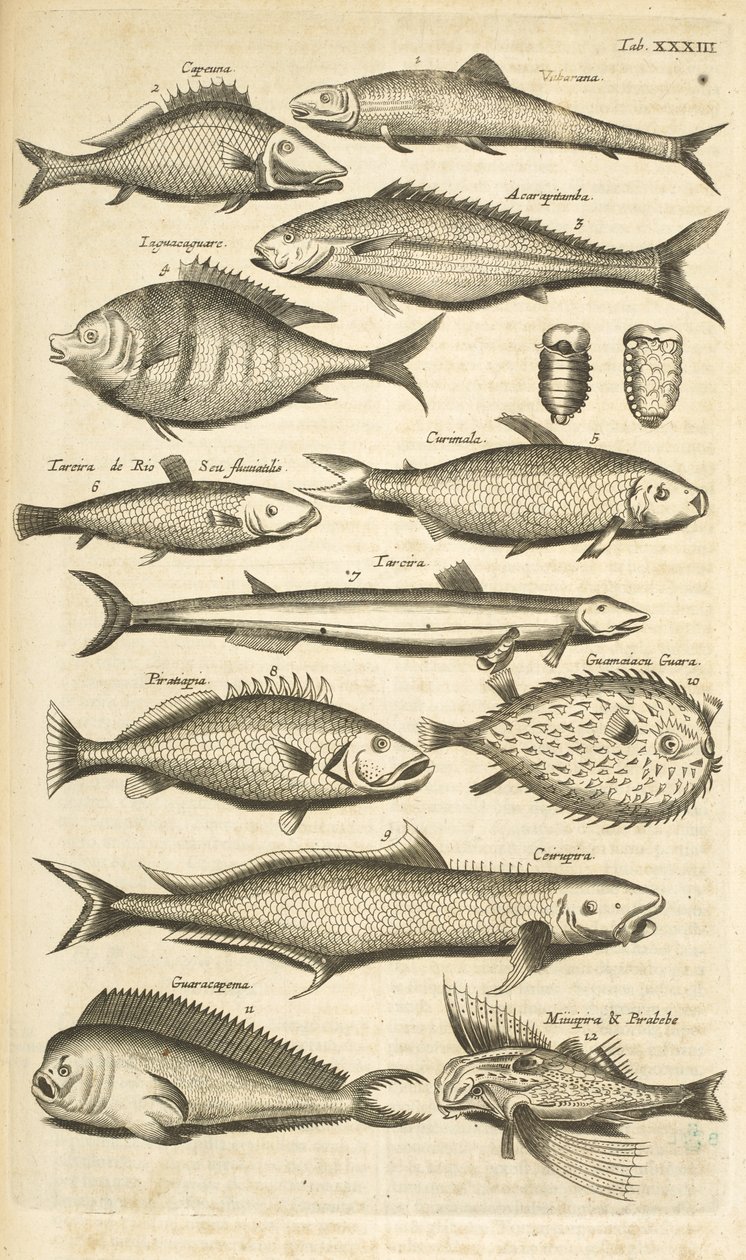 Separador. XXXIII, Spiny fish, Ilustração de 