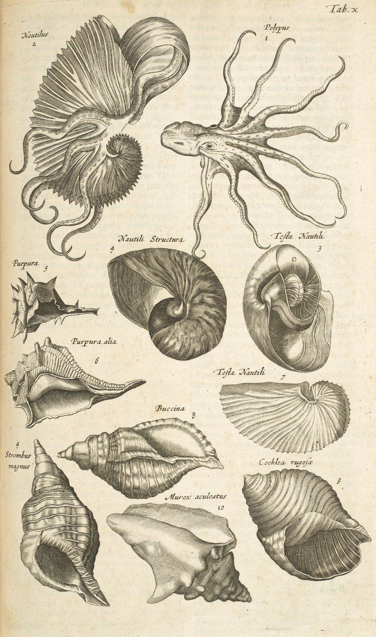 Tab X, Octopus e conchas Nautilus, Ilustração de 