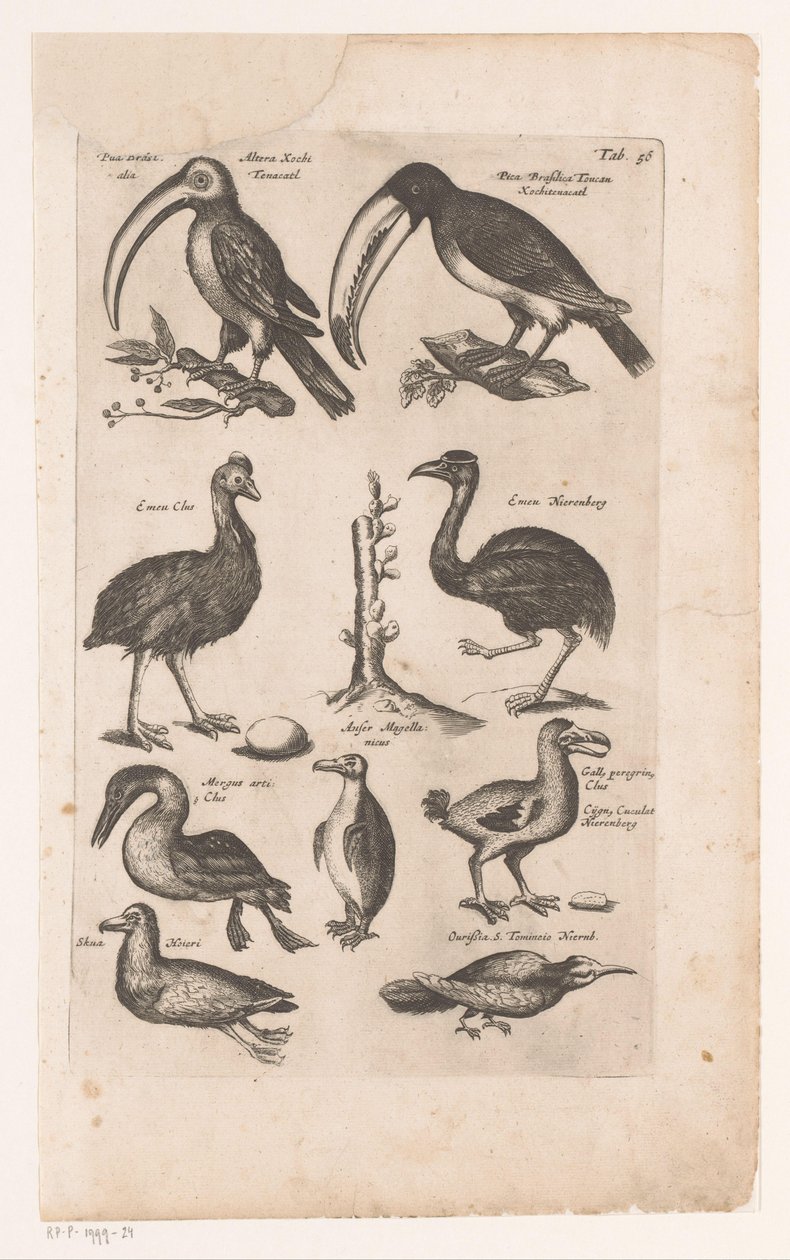 Tucanos e outras aves
Historica naturalis de avibus, Libri VI J. Jonston (título da série) de Matthaus Merian