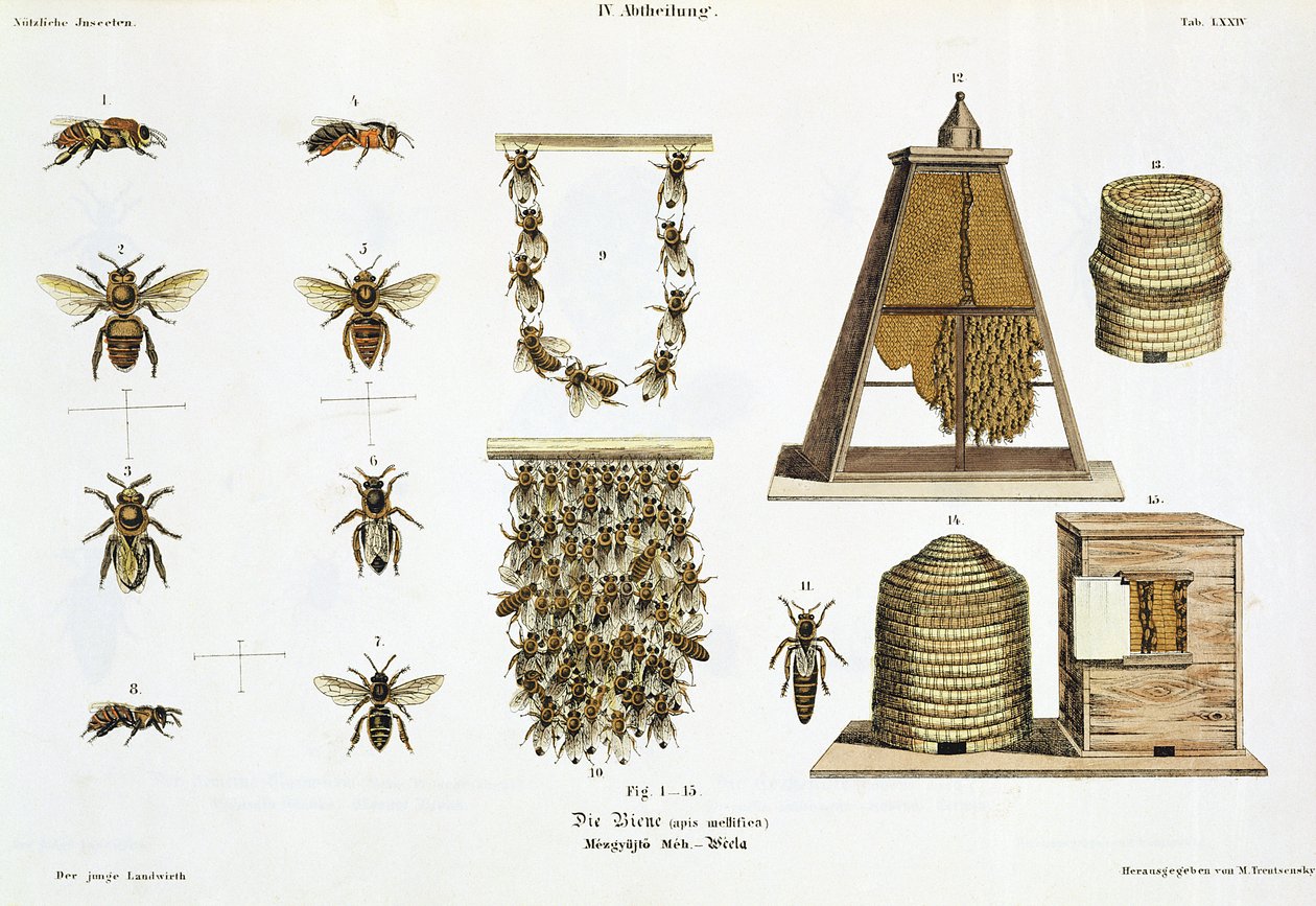 Abelhas e apicultura, de "The Young Landsman", publicaram Viena, 1845 (litho colorido à mão) de Matthias Trentsensky