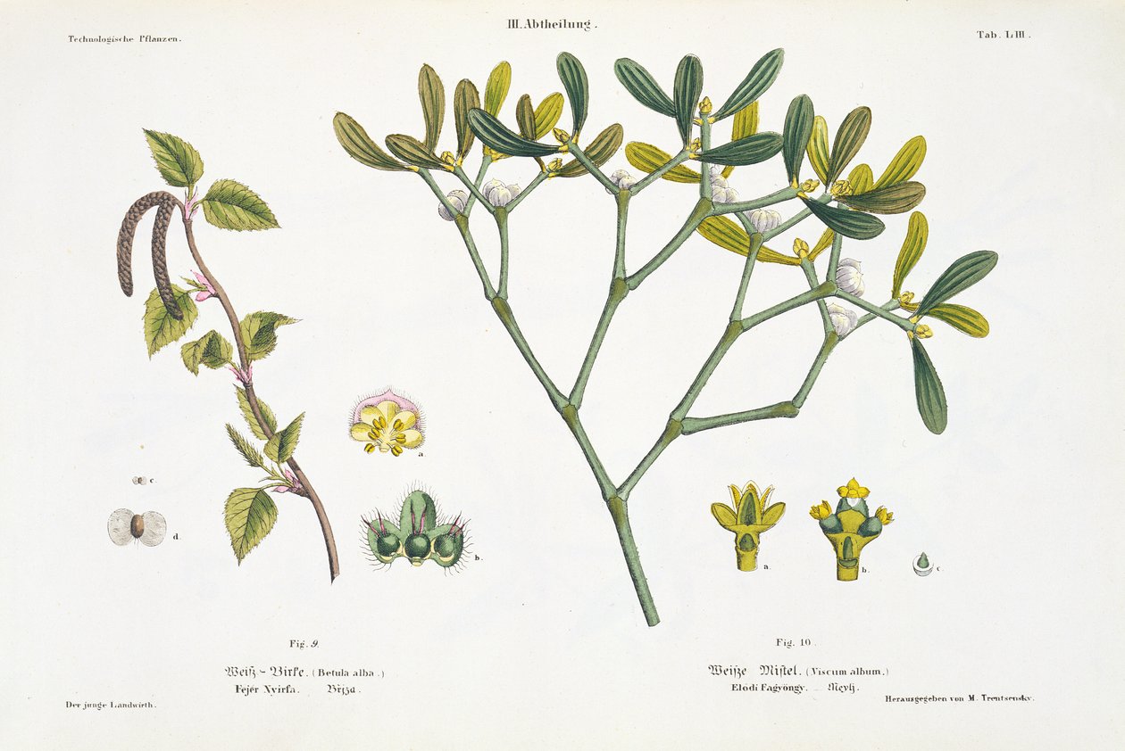 Birch (esquerda) e Visco (direita), fig. 9 e 10 de "The Young Landsman", publicado em Viena, 1845 (litho colorido à mão) de Matthias Trentsensky