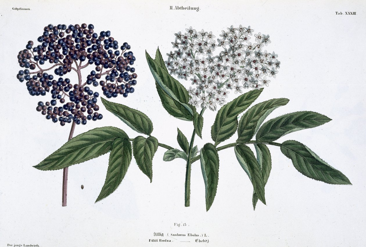 Elder, fig. 13 de "The Young Landsman", publicado em Viena, 1845 (litho colorido à mão) de Matthias Trentsensky