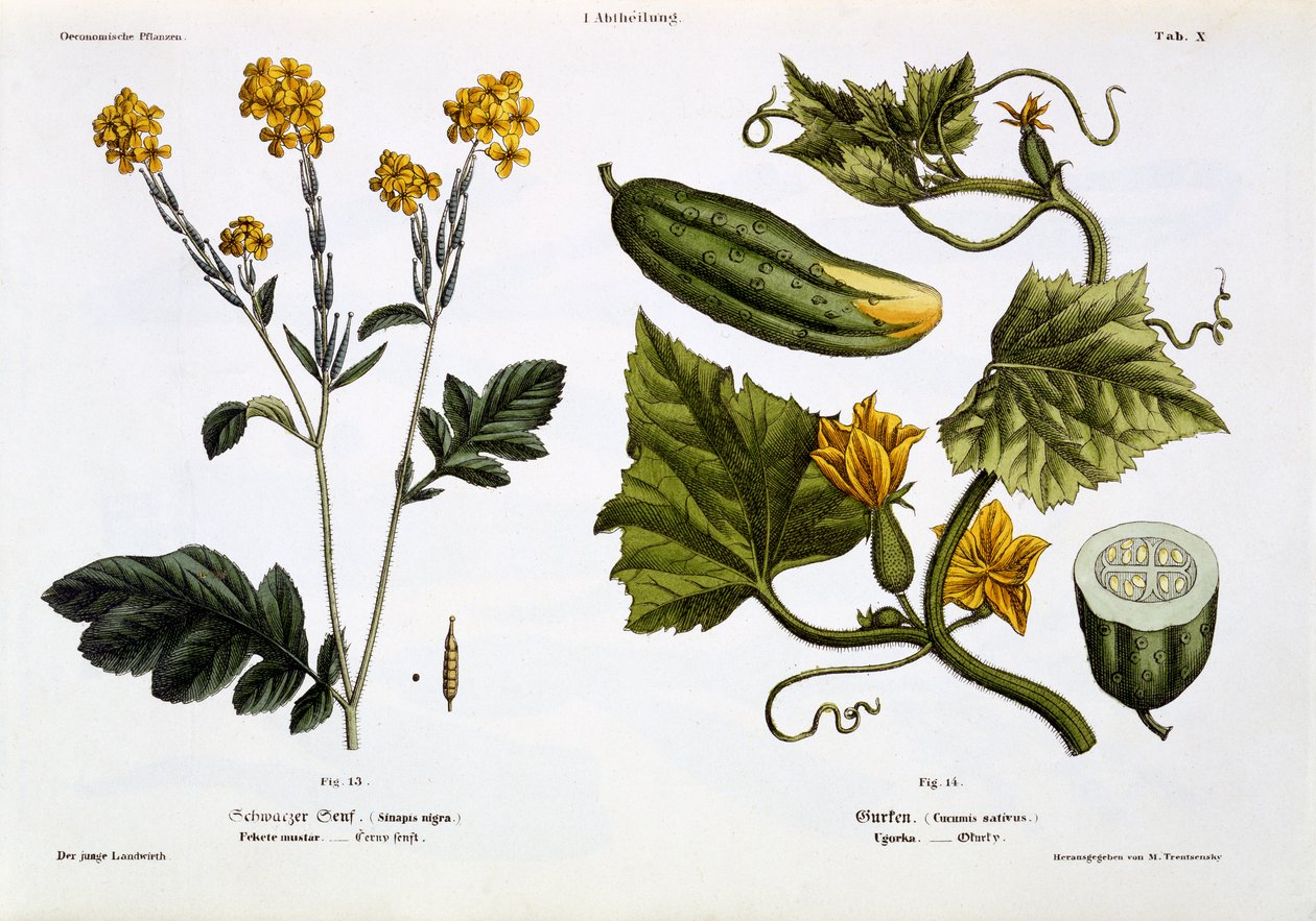 Sinapis nigra (fig. 13), Cucumis sativus (fig. 14), de &39;Der Junge Landwirth&39;, publicado em 1845 (placa litográfica colorida à mão) de Matthias Trentsensky