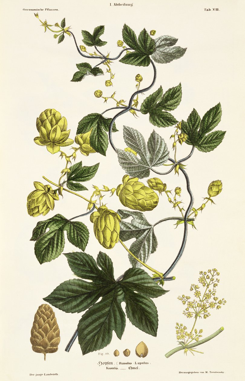 Hop Vine, de "The Young Landsman", publicou Viena, 1845 (litografia colorida à mão) de Matthias Trentsensky