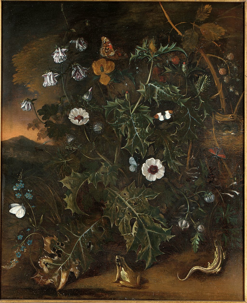 Cardos, sarças, papoilas e outras plantas de Matthias Withoos