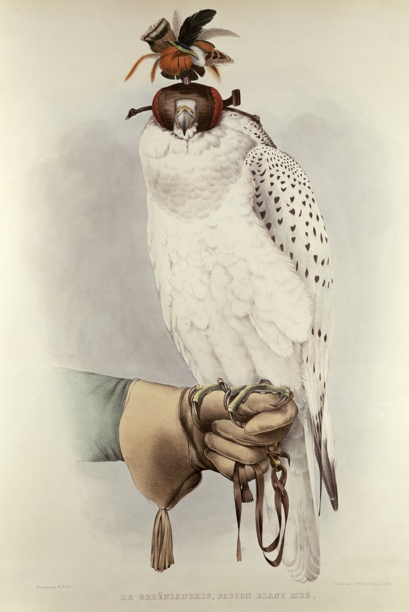 O Greenlander, White Hawk Mussel, de Falconry Trait por H. Schlegel & AH Verster de Wulverhorst, 1844-53 de Mattias Wolf