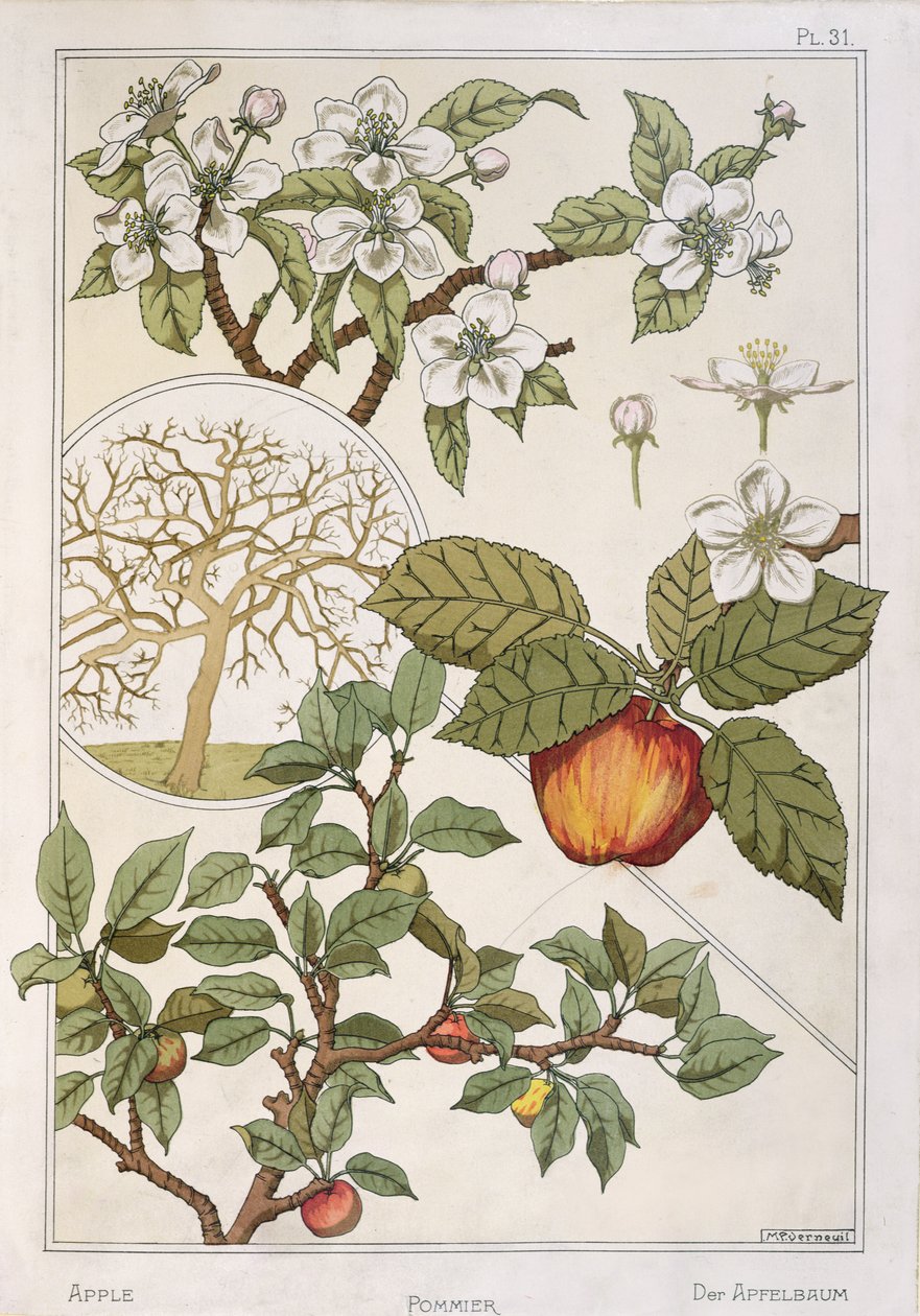 Macieira, frutos e flores, de 