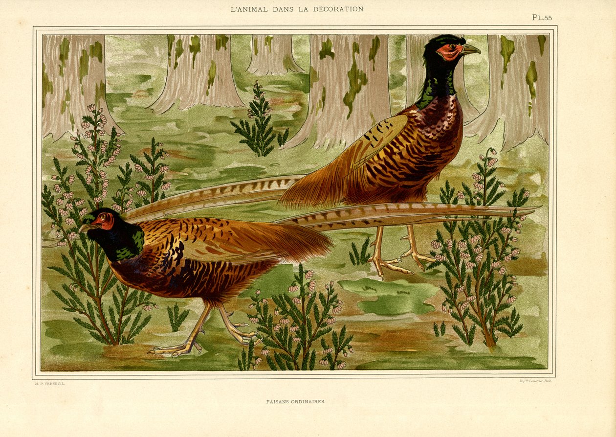 Par de faisões naturalistas numa floresta (litografia) de Maurice Pillard Verneuil