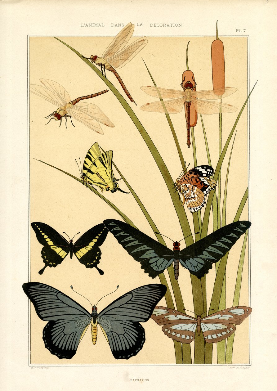 Estudos da natureza de borboletas e libélulas (litografia) de Maurice Pillard Verneuil