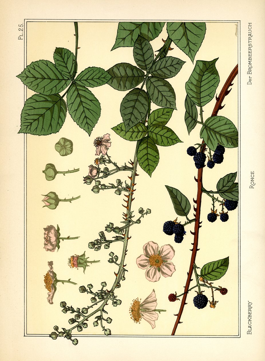 O arbusto de Blackberry (cor litho) de Maurice Pillard Verneuil