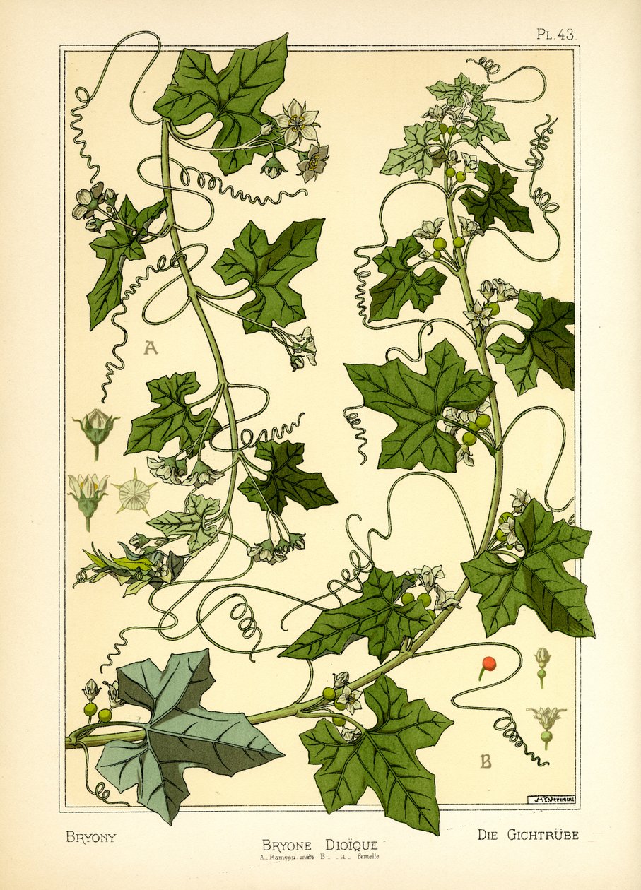 O Bryony (cor litho) de Maurice Pillard Verneuil