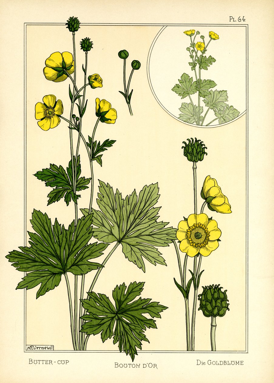 O Buttercup (lito colorido) de Maurice Pillard Verneuil