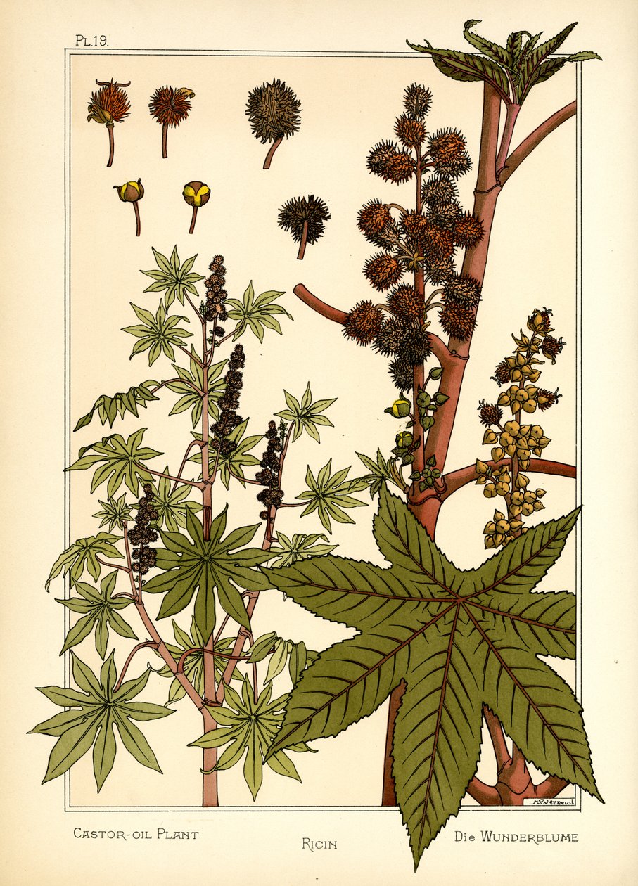 A planta de óleo de rícino (cor litho) de Maurice Pillard Verneuil