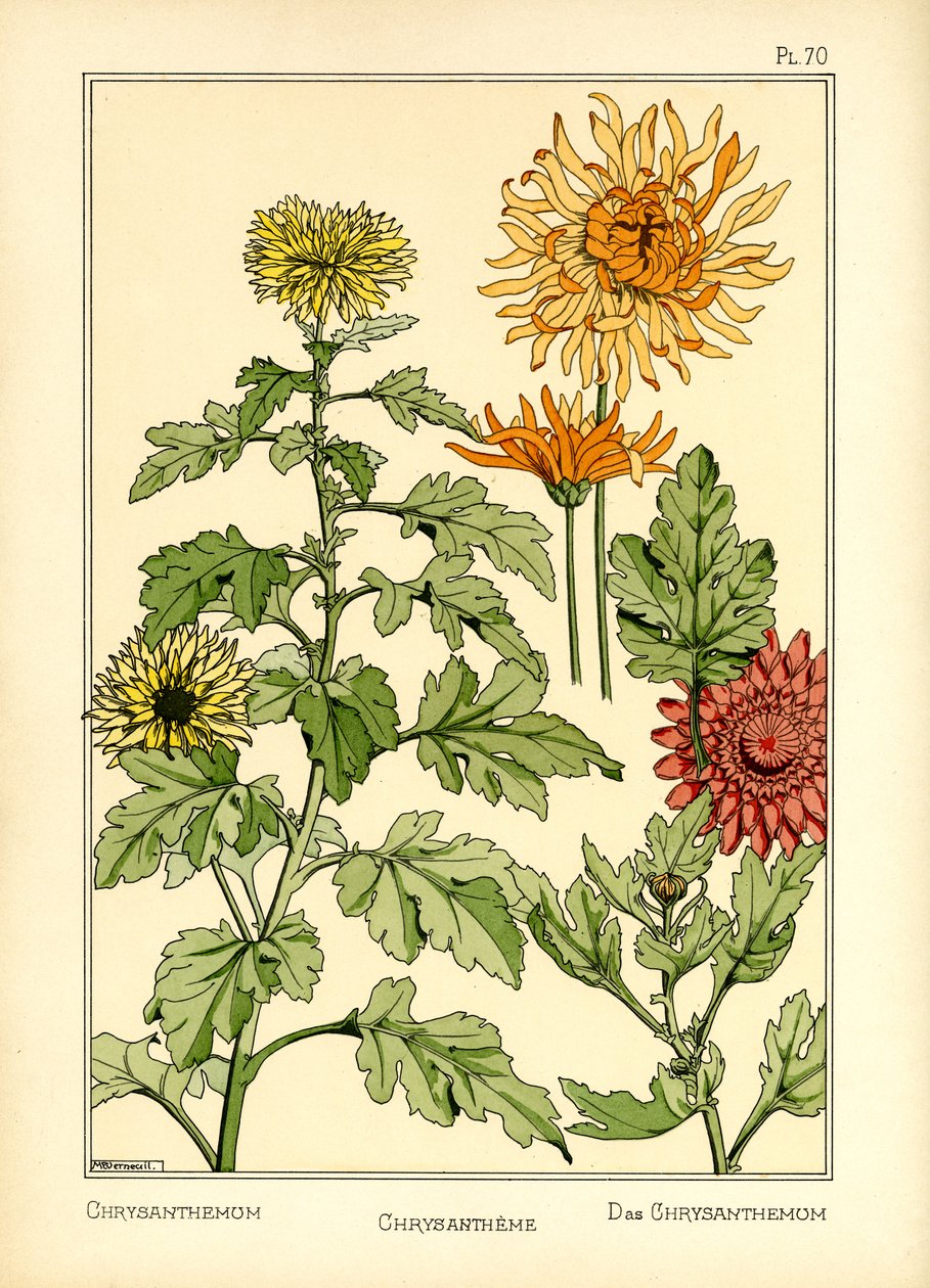O Crisântemo (cor litho) de Maurice Pillard Verneuil