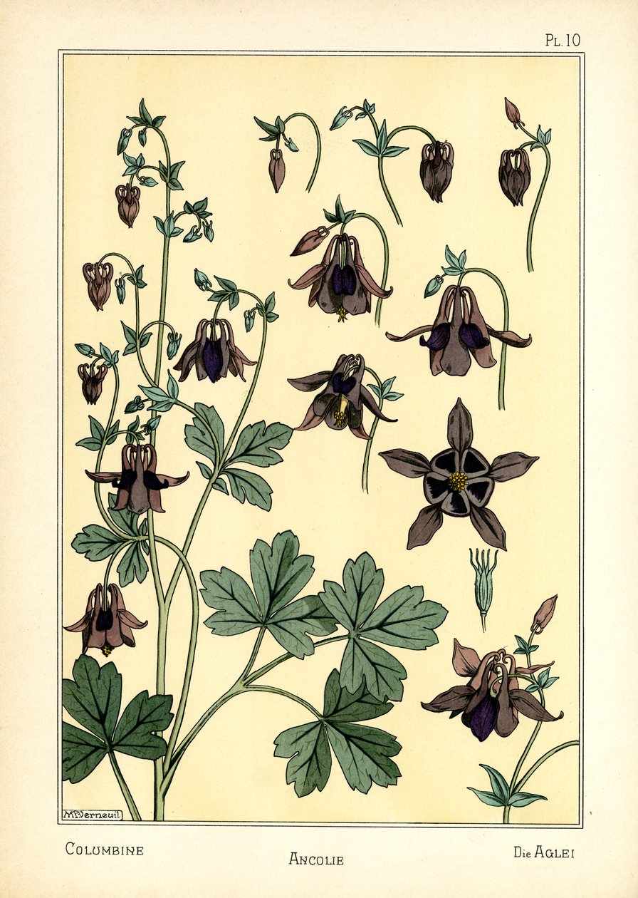 The Columbine (cor litho) de Maurice Pillard Verneuil
