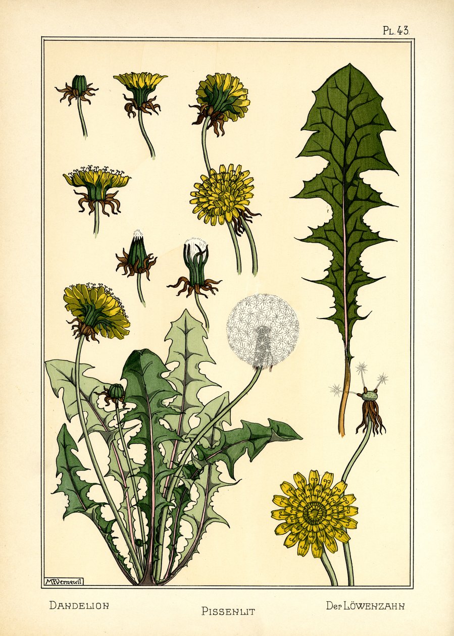 O Dente-de-leão (cor litho) de Maurice Pillard Verneuil