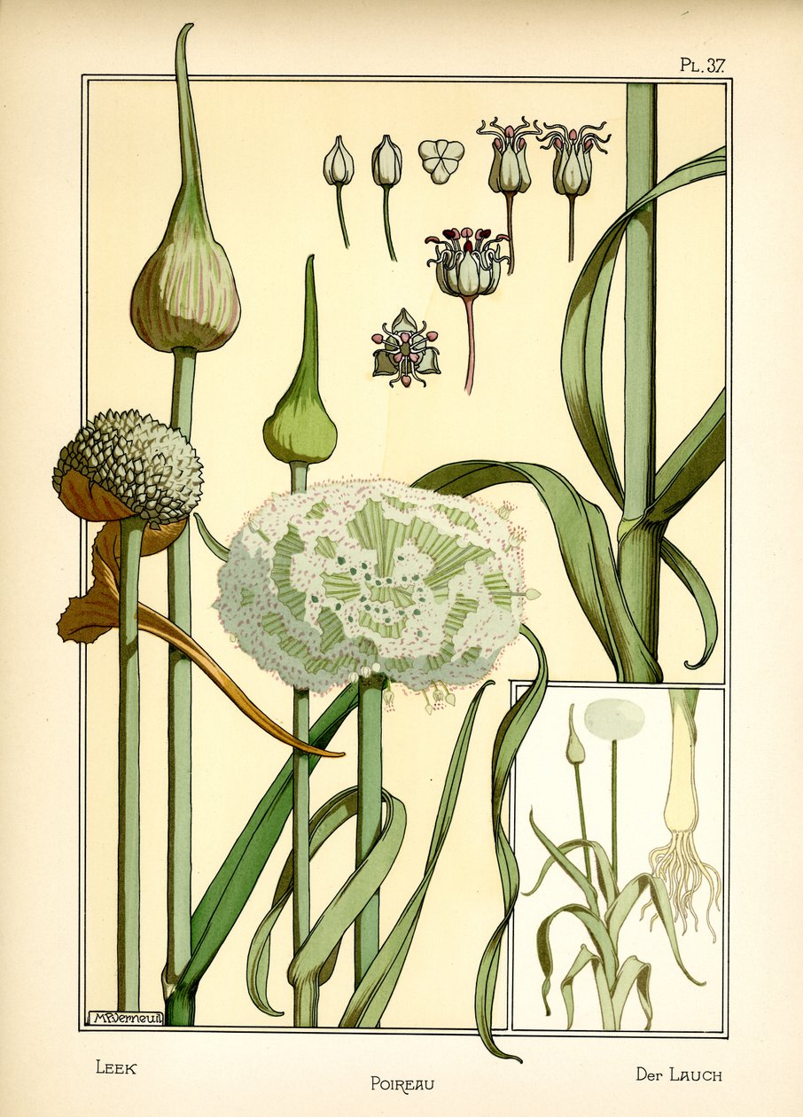 O alho francês (cor litho) de Maurice Pillard Verneuil