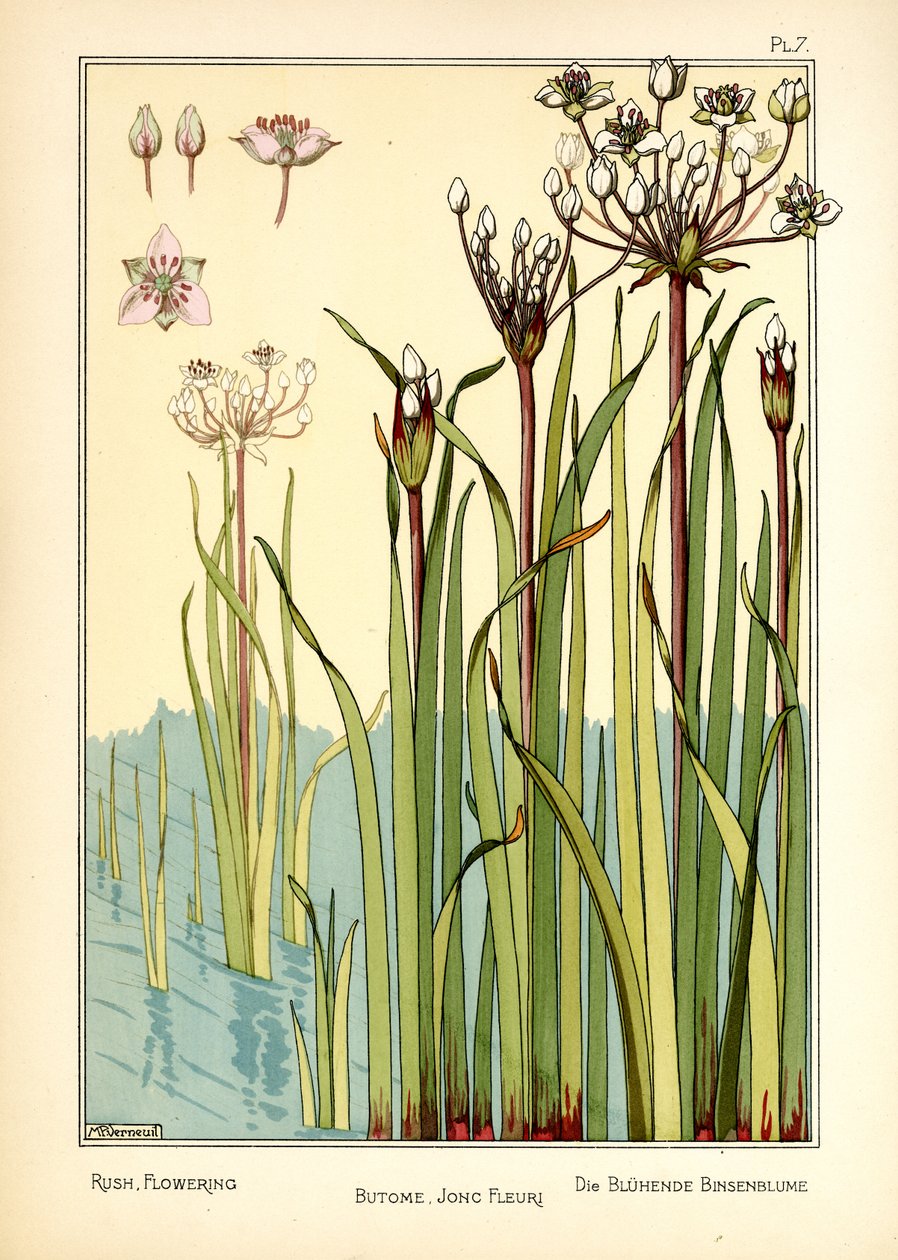 The Rush Flowering (lito colorido) de Maurice Pillard Verneuil