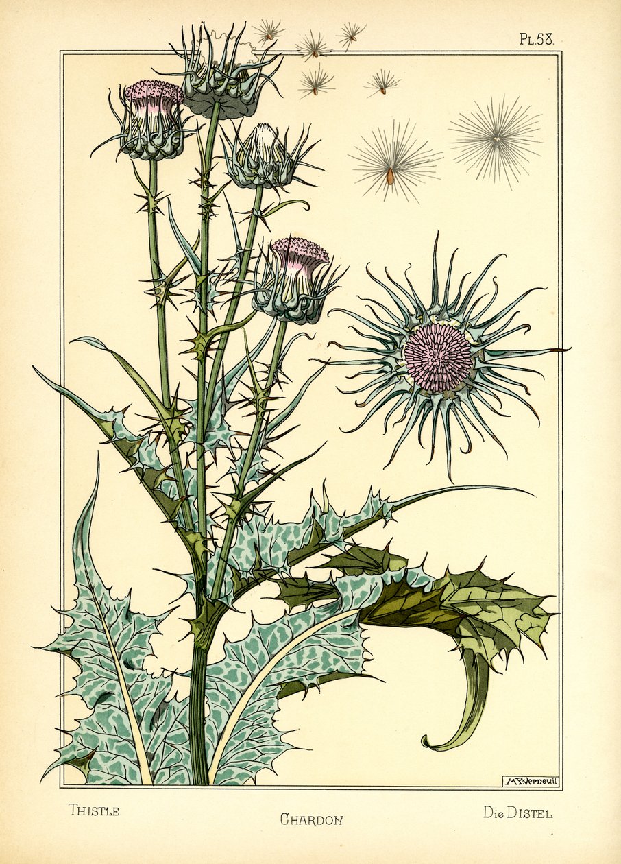 O Cardo (cor litho) de Maurice Pillard Verneuil