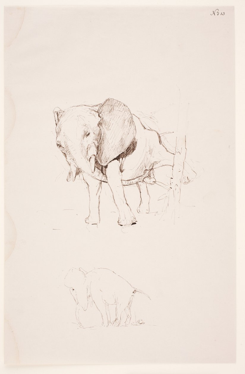 "Weg der Befleckung" - Elephant atende a sua necessidade de emergência. 2 estudos de Max Klinger