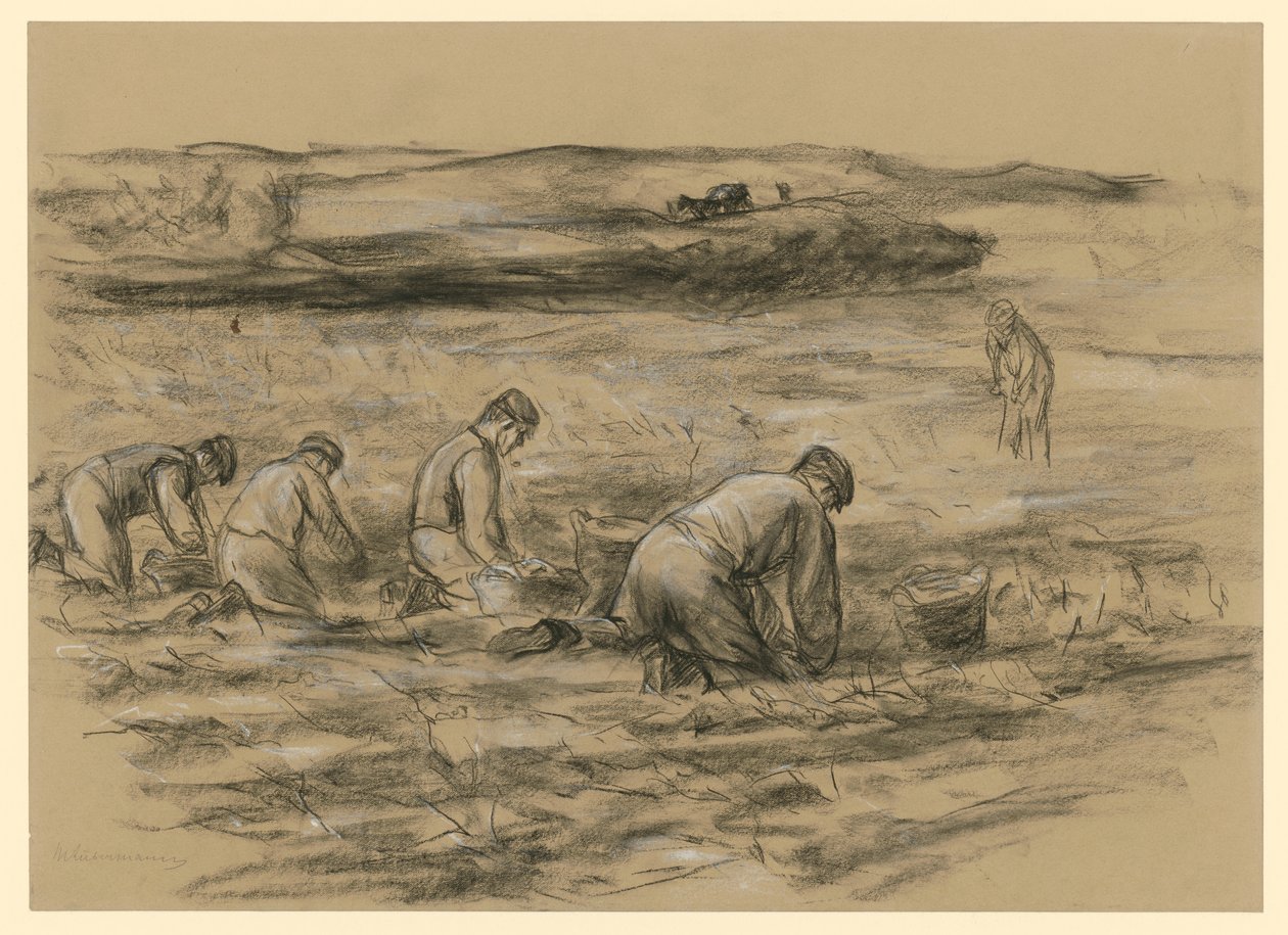 Recolhedor de batatas em Zandvoort de Max Liebermann