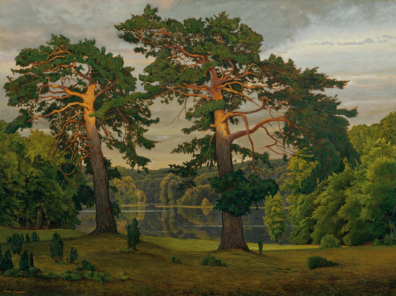 Pinheiros na orla da floresta de Max Zaeper