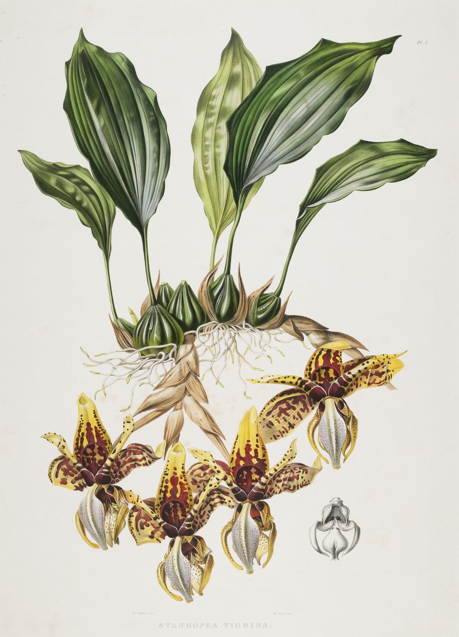 A orquídea do tigre de Stanhope, 1838 de Maxim Gauci