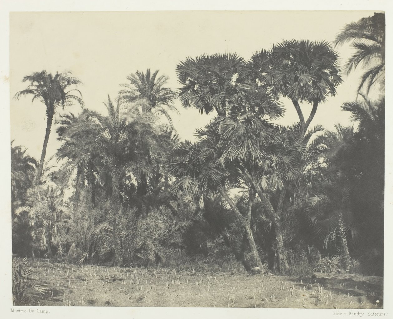 Data e Doum Palm Wood, Alto Egipto, 184951, impresso em 1852. de Maxime Du Camp