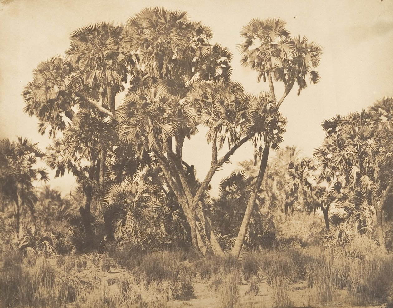 Doums palms em Hamarneh, 1849-50. de Maxime Du Camp
