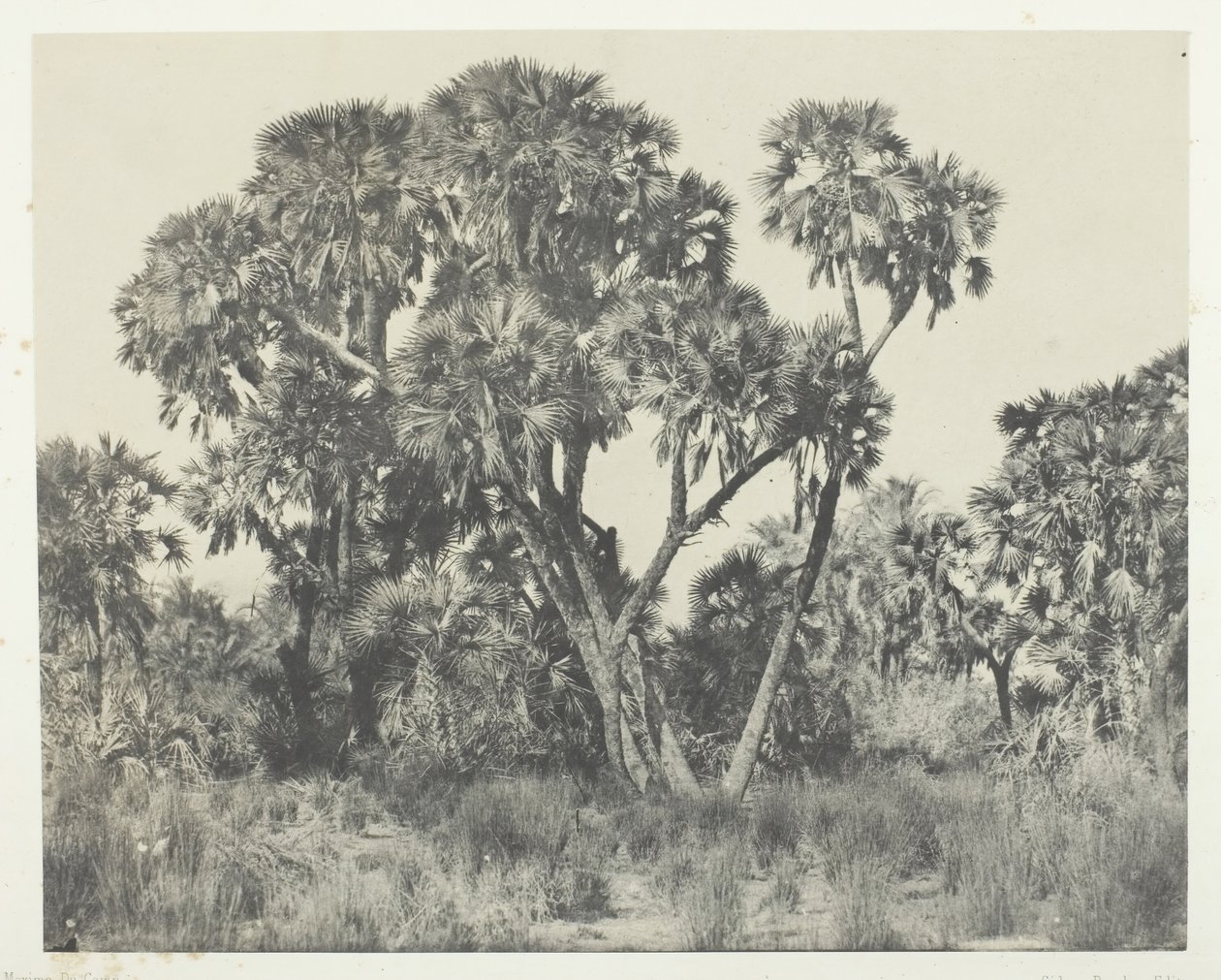 Doums palms, Alto Egito, 184951, impresso em 1852. de Maxime Du Camp