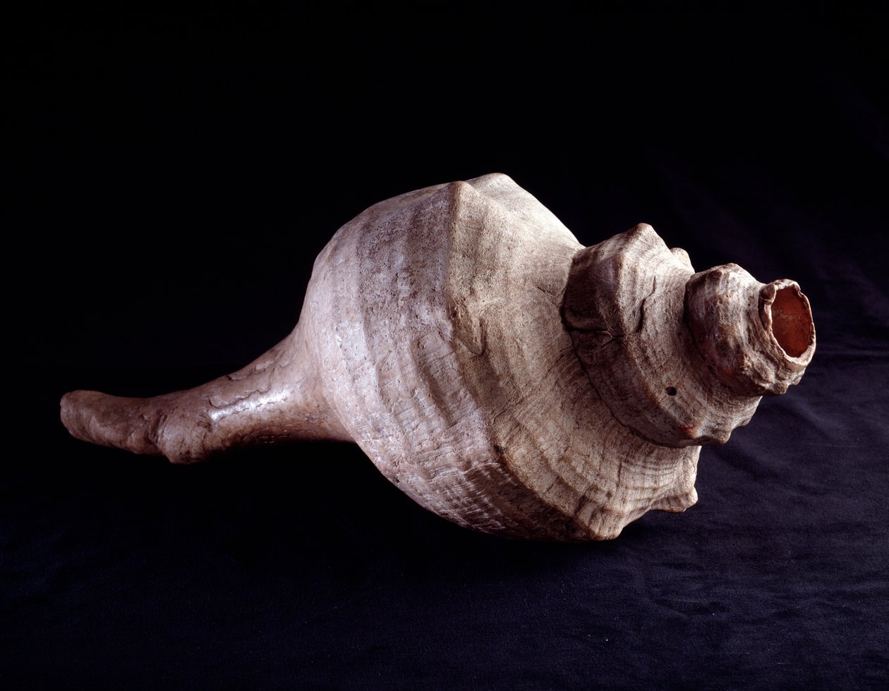 Arte pré-colombiana, civilização maia, período clássico: concha do mar usada como instrumento musical (trompete). de Uaxactun, Guatemala. Dim. 19,2x41,5 cm Guatemala, Museo Nazionale di Archeologia e Etnologia - Arte Pré-Colombiana, Civilização Maia, Perío de Mayan Mayan