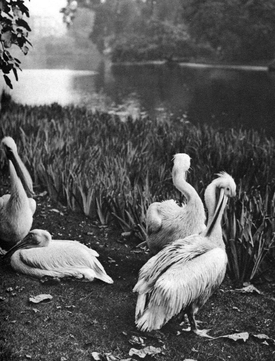 Os pelicanos de St Jamess Park, Londres, 1926-1927 de McLeish
