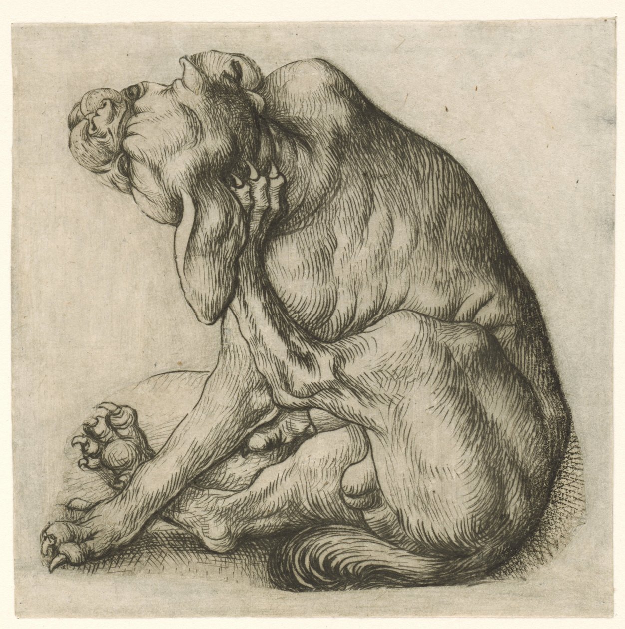 cão arranhando de Meester van het Amsterdamse Kabinet