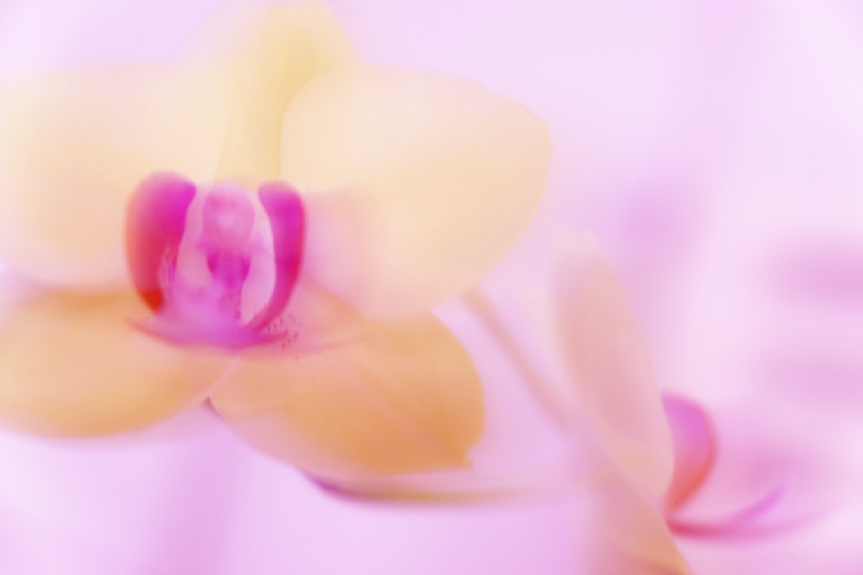 ORQUÍDEA rosa de Melanie Hermine Lichterfeld