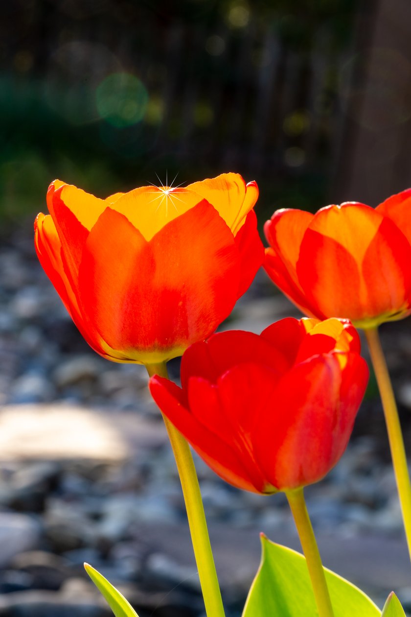 brilhando TULIP de Melanie Hermine Lichterfeld