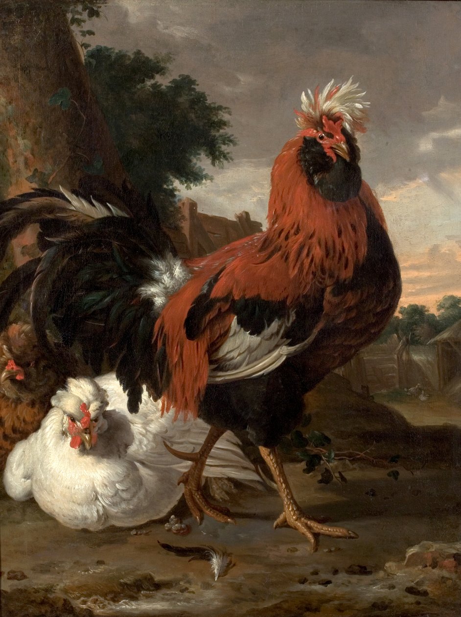 Galinha de Melchior de Hondecoeter