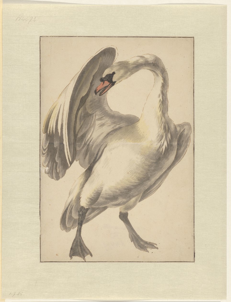 Cisne branco doméstico de Melchior d