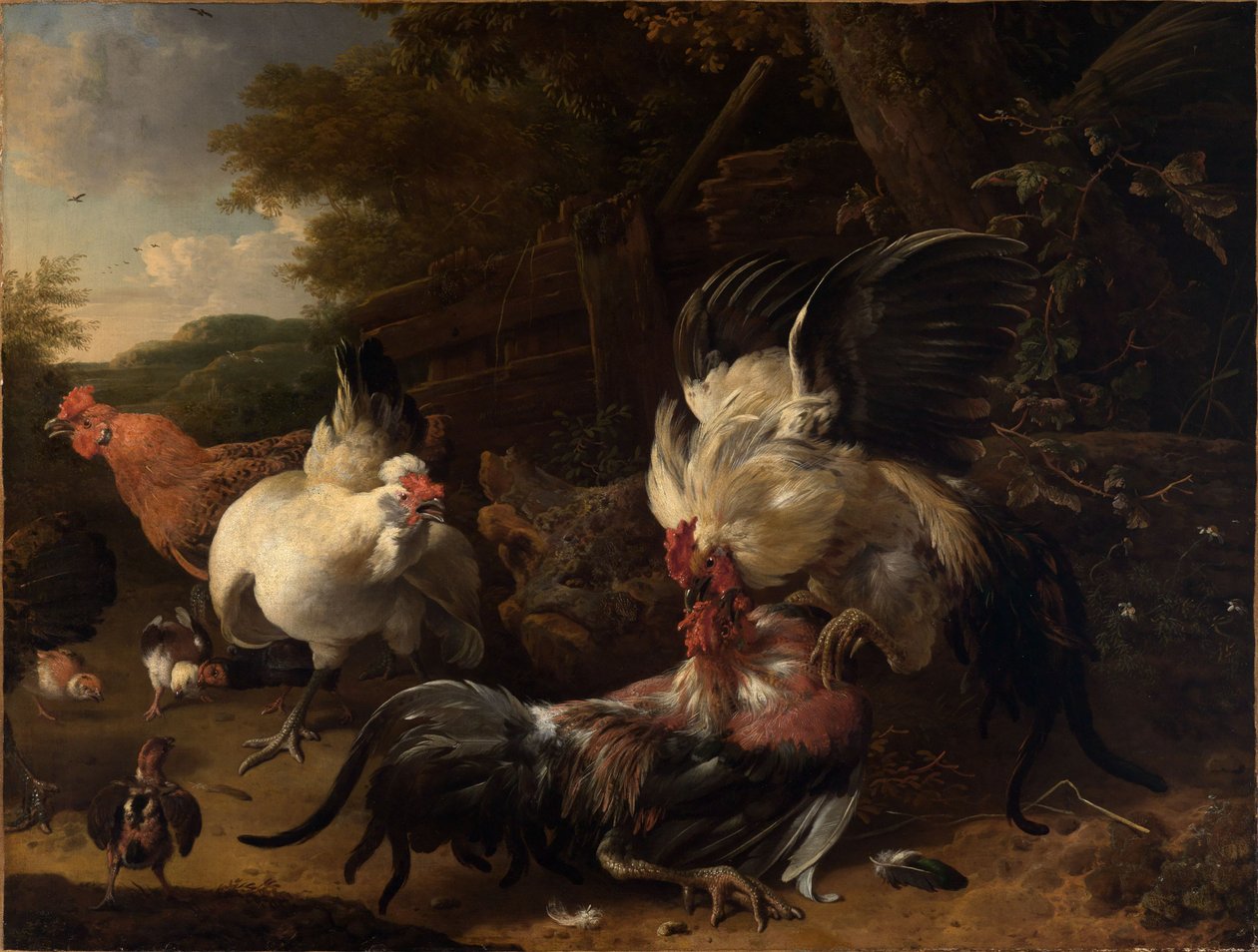 Galos em luta de Melchior de Hondecoeter