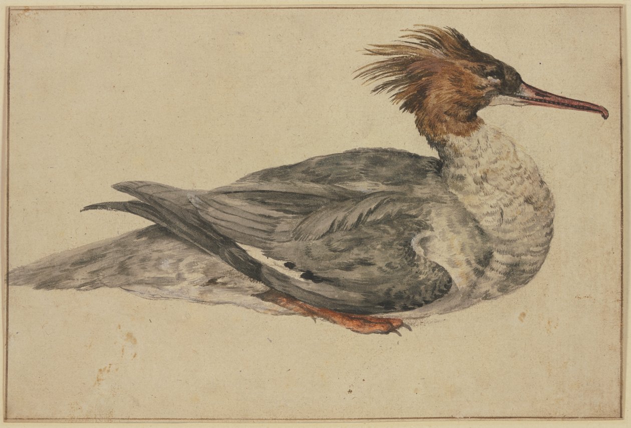 Pato deitado com crista castanha, bico e patas vermelhos de Melchior de Hondecoeter