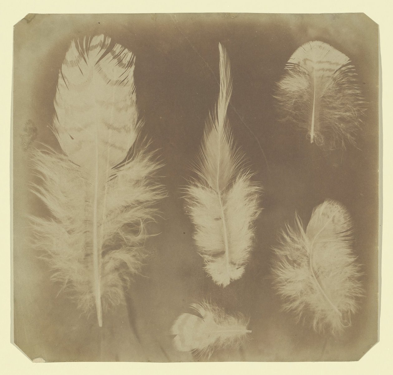 Chicken Feathers, ca. 1840. de Mervyn Herbert Nevil Story Maskelyne
