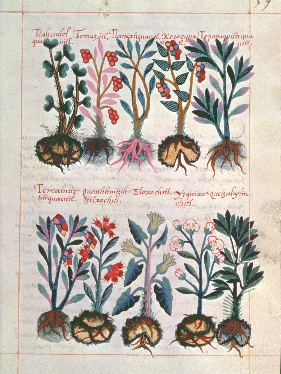 Plantas medicinais de Mexican School