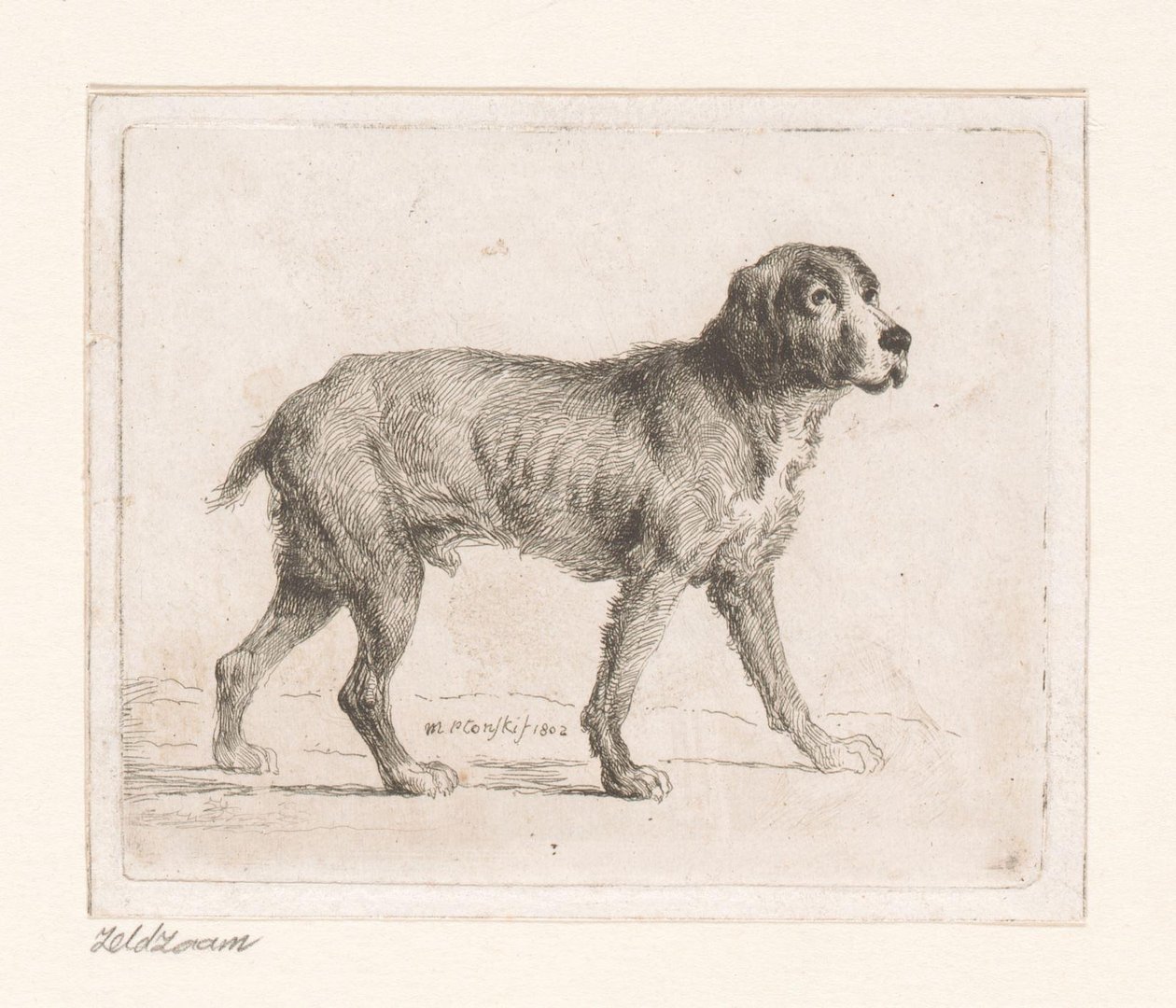 Cão de Michał Płoński