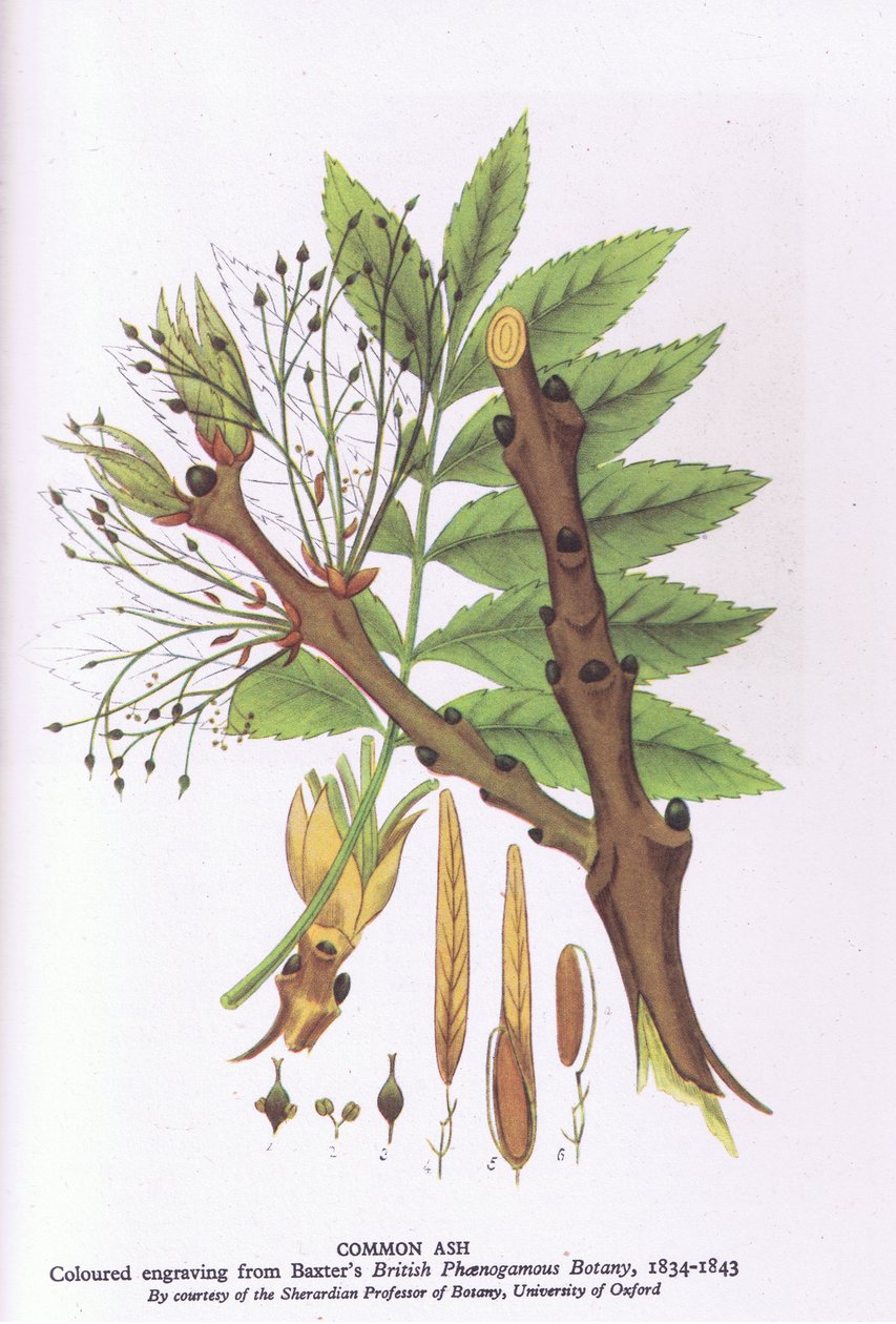 Estudo de árvores mostrando um salgueiro-chorão, Nature in Britain publicado por Collins, 1946 de Michael Rooker