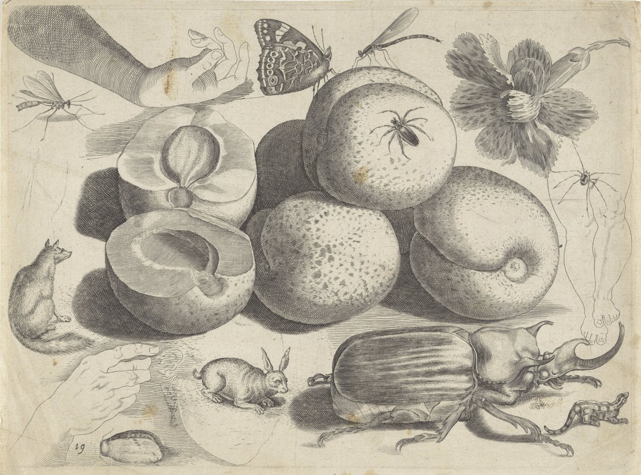 Folha de estudo com exemplos de desenhos: frutas, animais, insetos e mãos Exemplos de desenho (título da série) de Michael Snijders