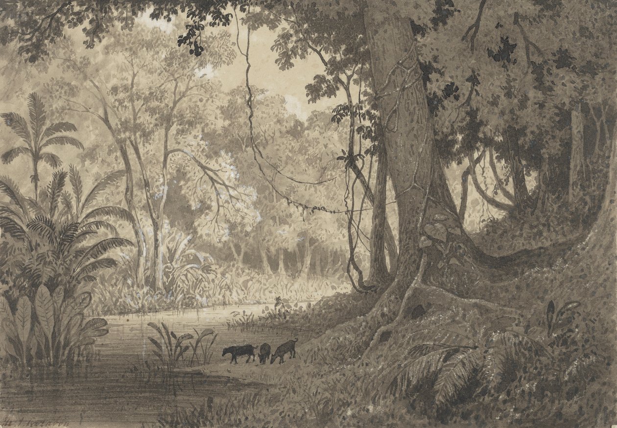 Cenário florestal perto de Tamana de Michel Jean Cazabon
